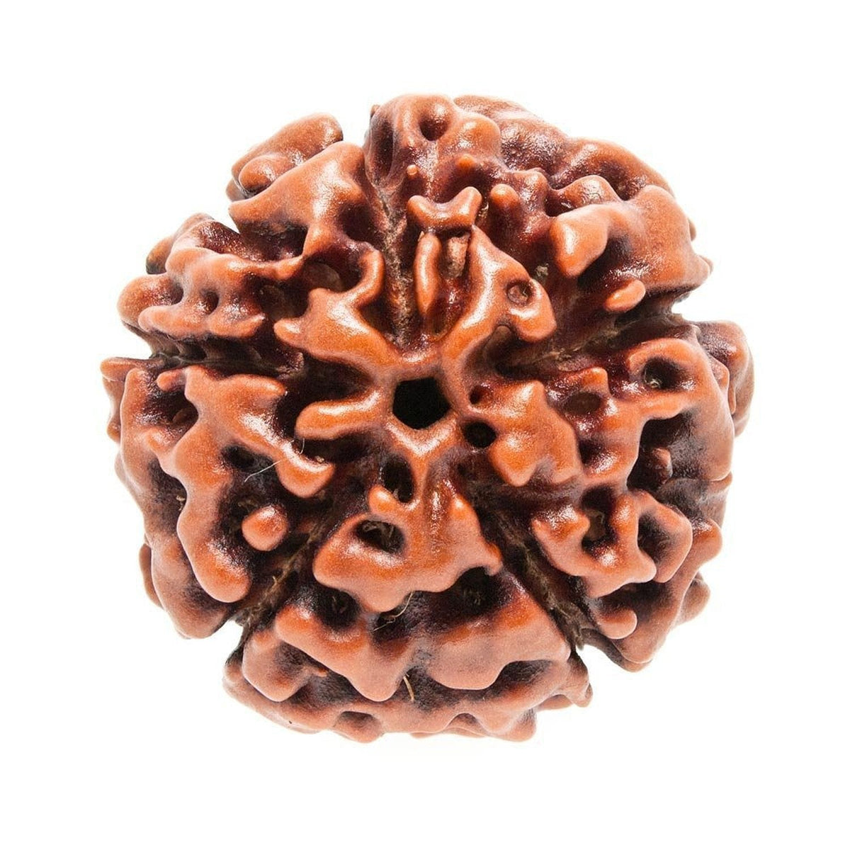 Original 5 Mukhi Nepali Rudraksha bead, certified authentic, showing five natural faces