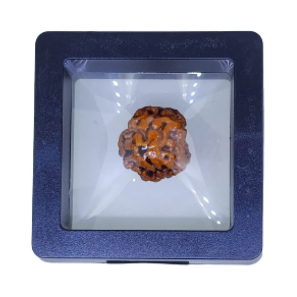 Natural 3 Mukhi Nepali Rudraksha bead with three visible faces and earthy brown texture