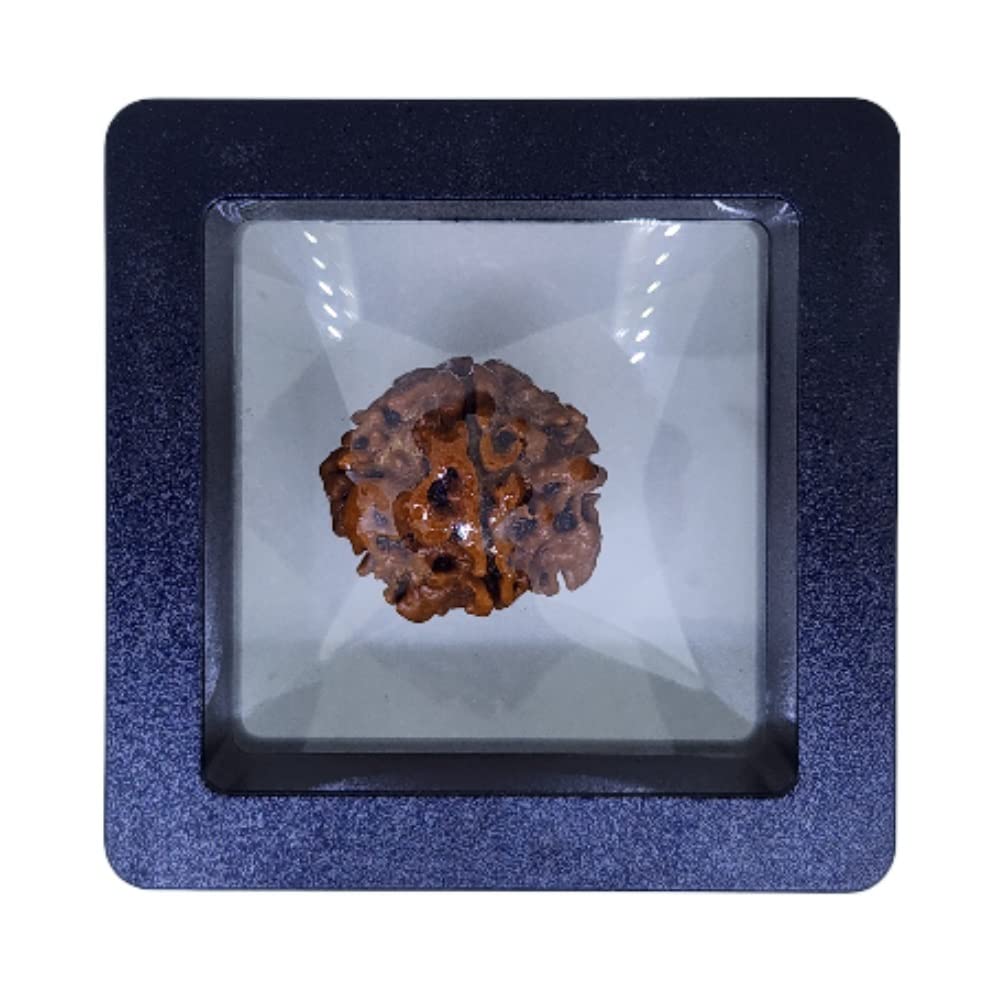 Certified 1 Mukhi round Nepali Rudraksha pendant, the rarest single-faced bead