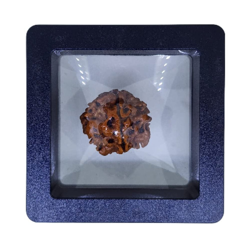 A single brown rudraksha bead pendant on a dark wooden desk beside a small brass lamp
