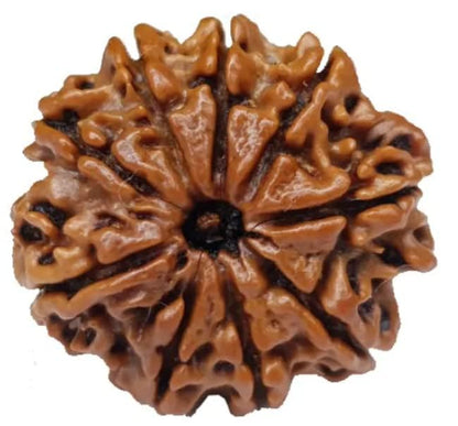 Certified Nepali 9 Mukhi Rudraksha Pendant | Authentic Bead