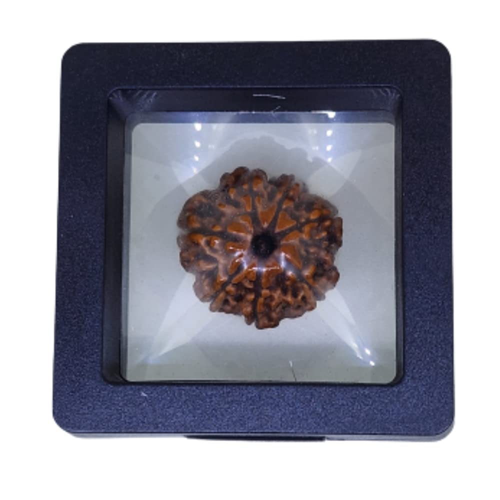 Certified 7 Mukhi Nepali Rudraksha Pendant